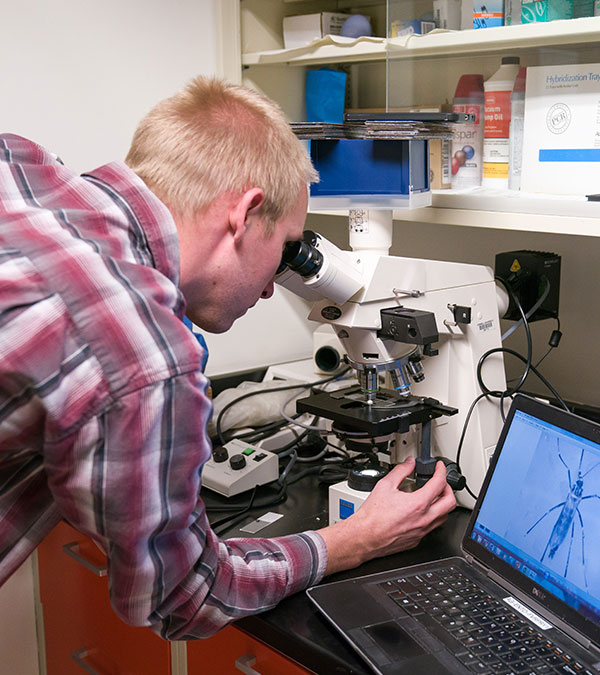 Researcher looking at mosquito through microscope in laboratory