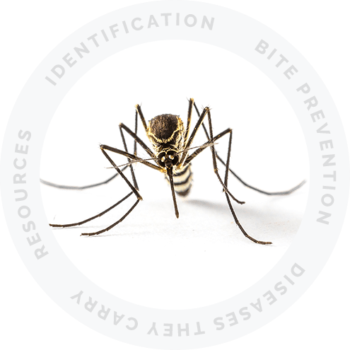 Mosquito Resource Picture Link