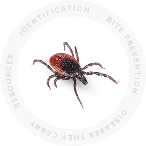 Ticks Resource Picture Link