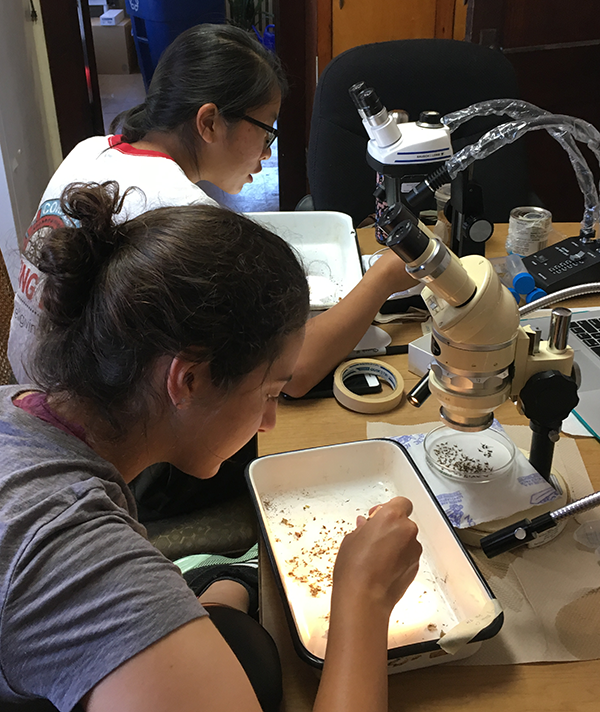 students sorting mosquitoes under microscopes