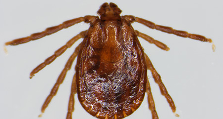 Asian Longhorned Tick Picture Link
