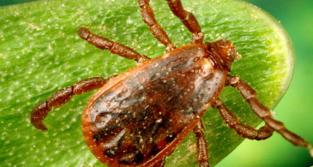 Brown Dog Tick Picture Link