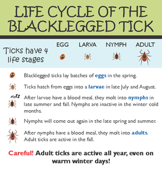 Blacklegged tick life cycle FINAL Page 1 website