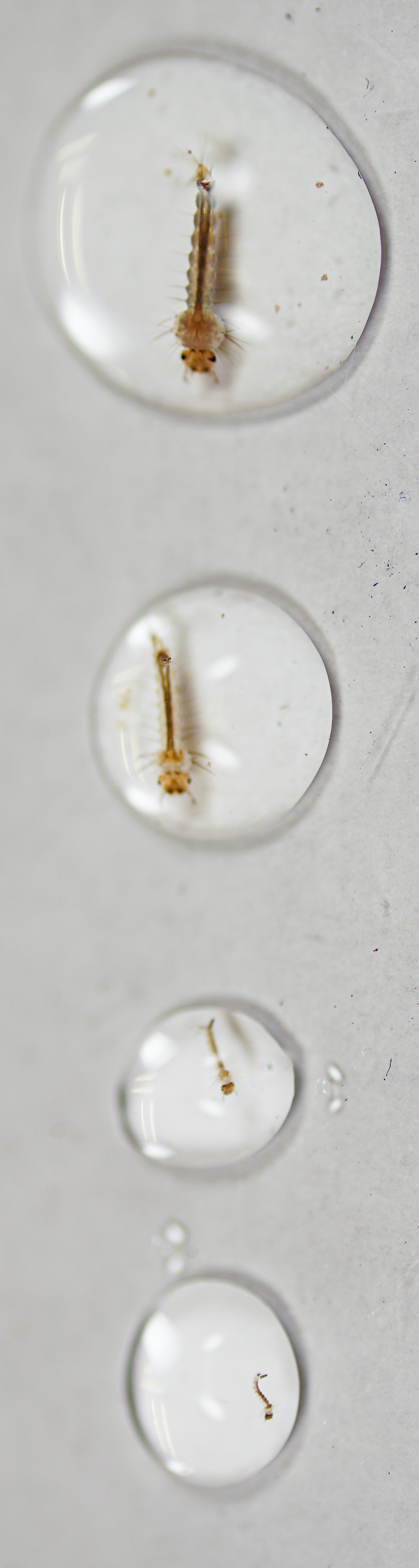 Mosquito collection and rearing materials