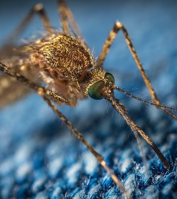 Close-up of female mosquito