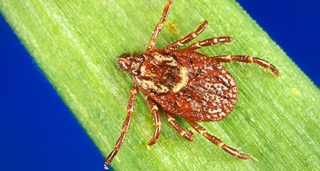 American Dog Tick Picture Link