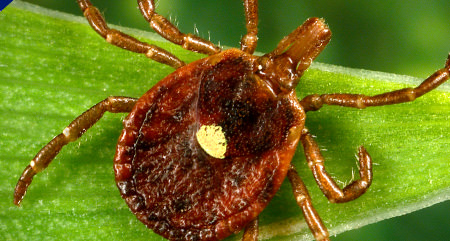 Lone Star Tick Picture Link