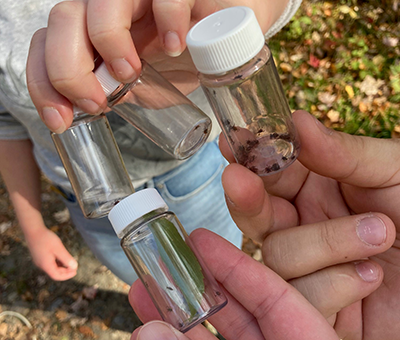 ticks placed in vials after collecting from the environment